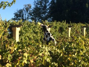Cow catching frisbee in Castory Cellars vineyard
