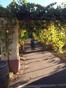 Castoro Cellars walkway