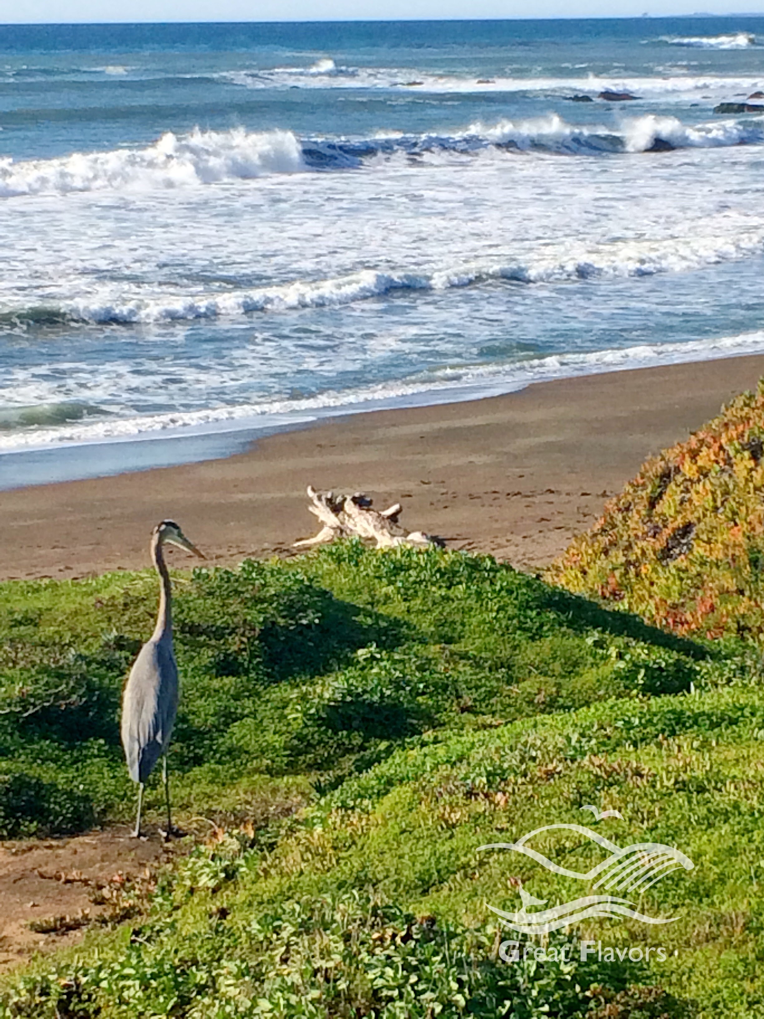 The Gem of the Central Coast Moonstone Beach