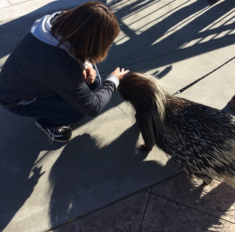 porcupine image
