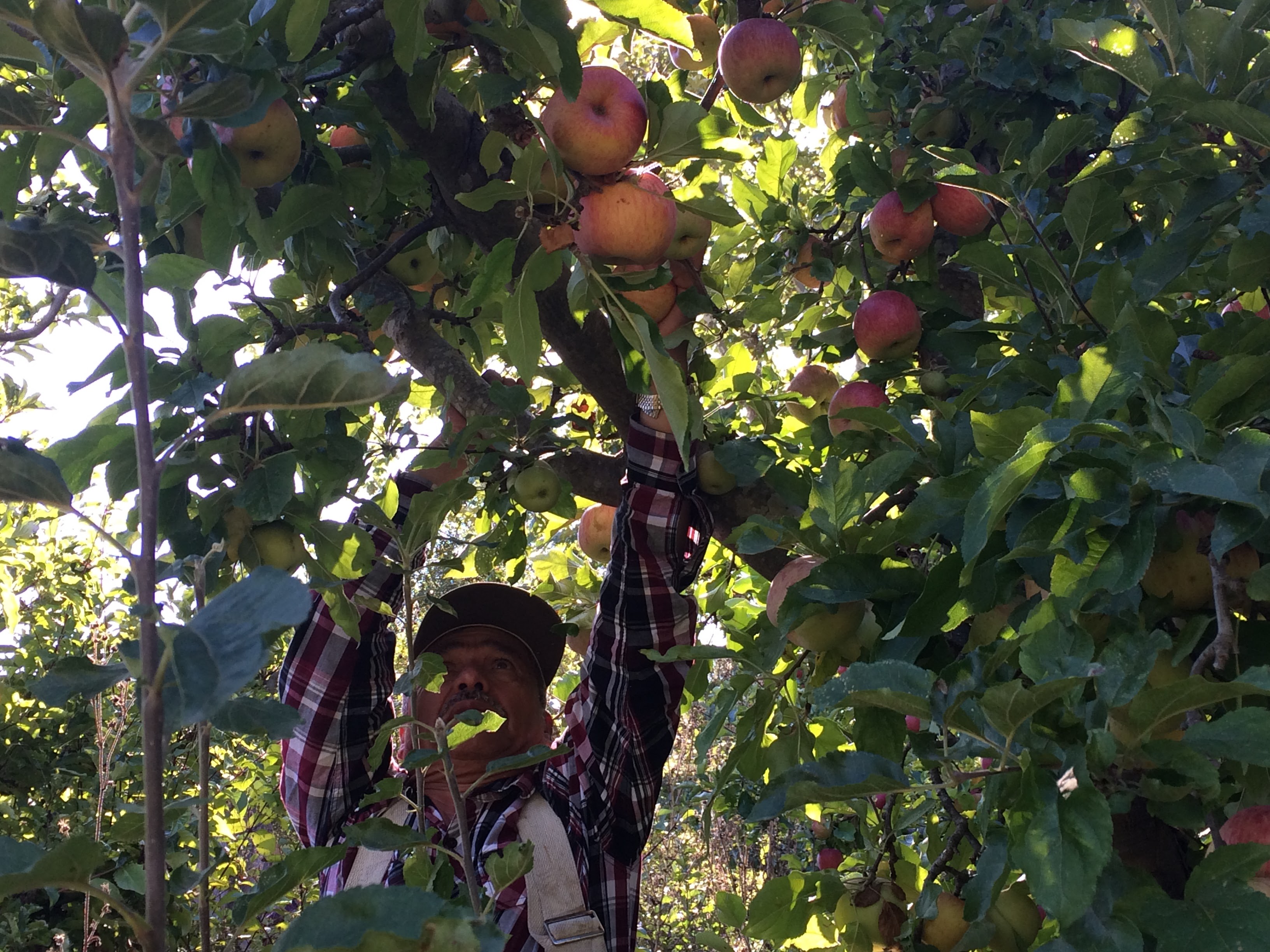 picking Nitany apples