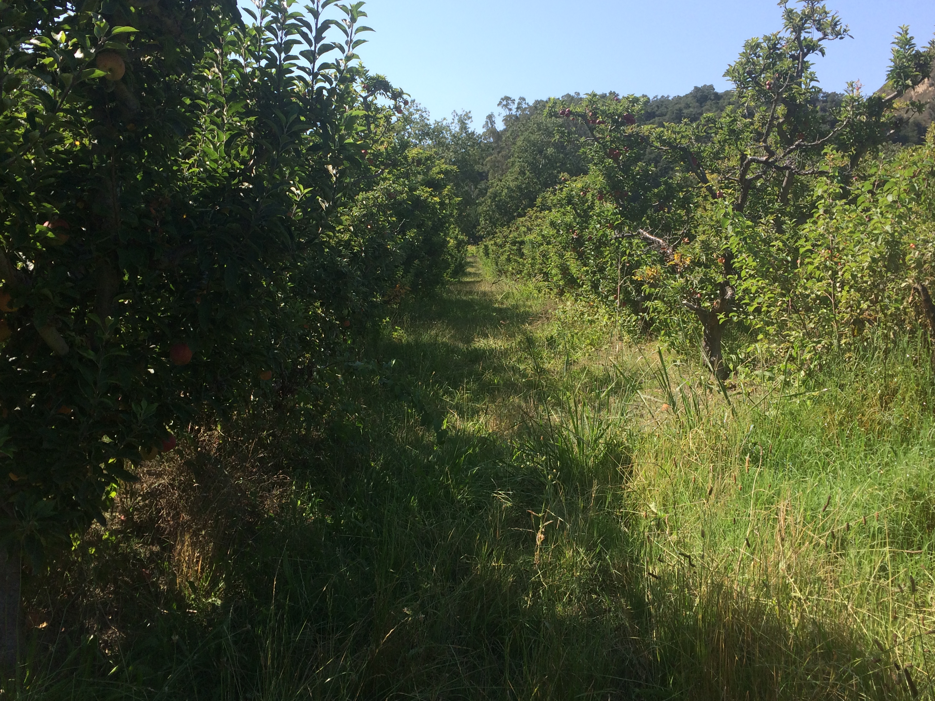 Gopher Glen orchard
