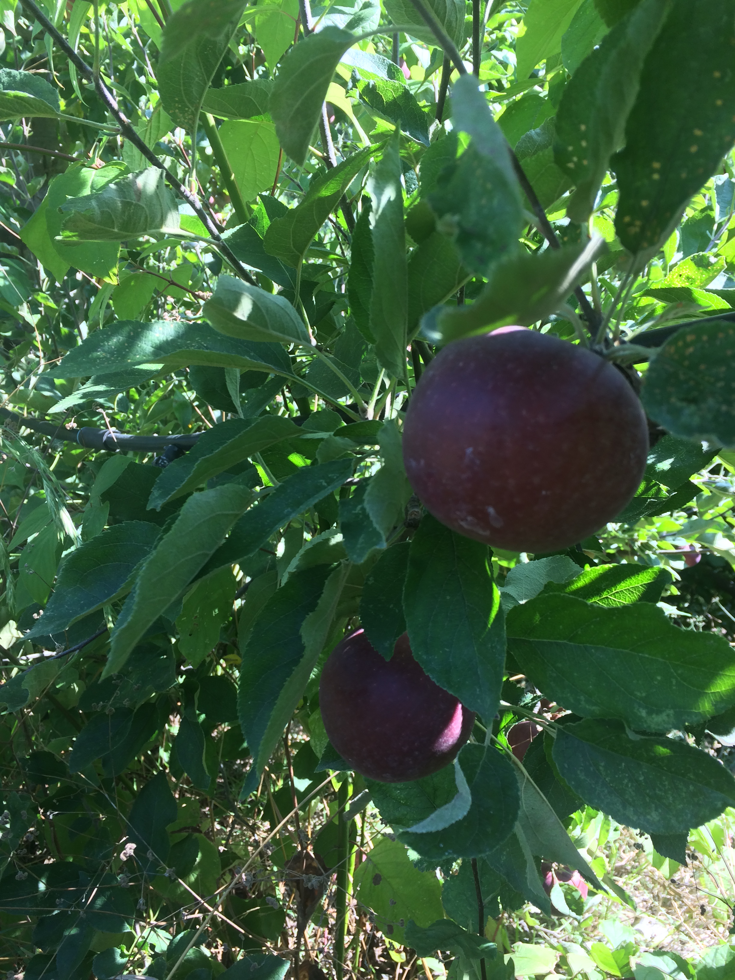 Arkansas Black apple on branch