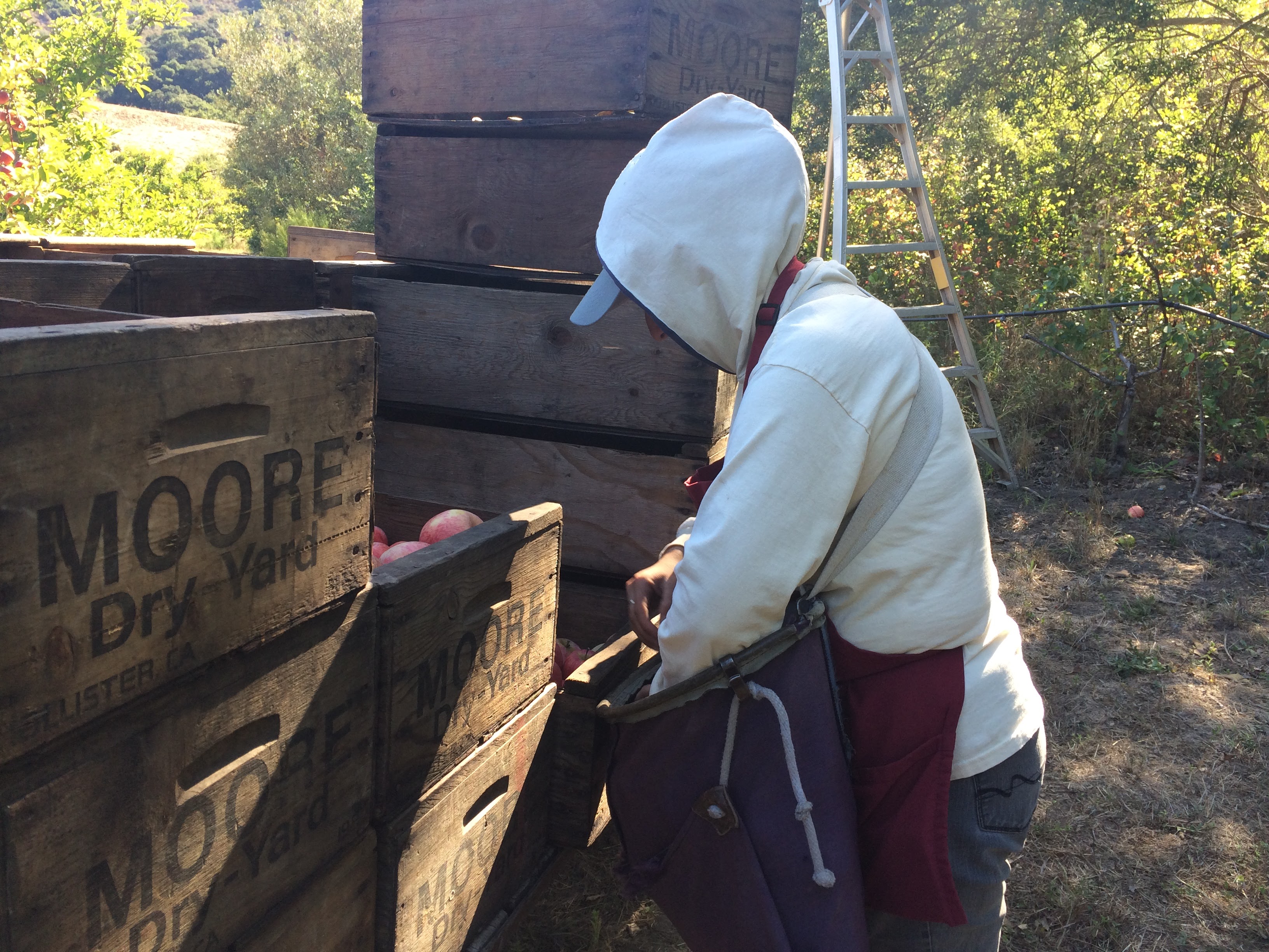 unloading apples into boxes