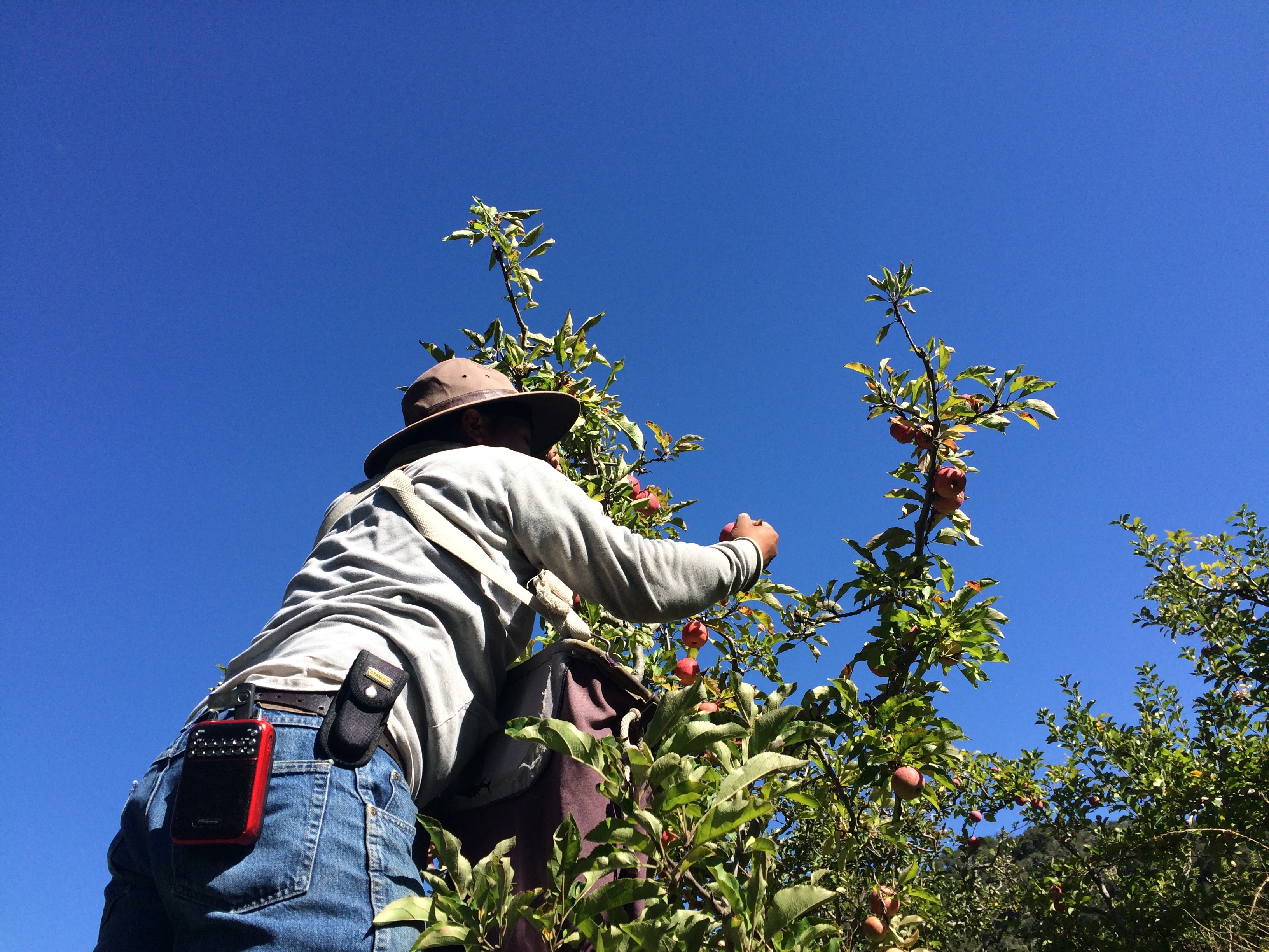 picking apples of tall branches