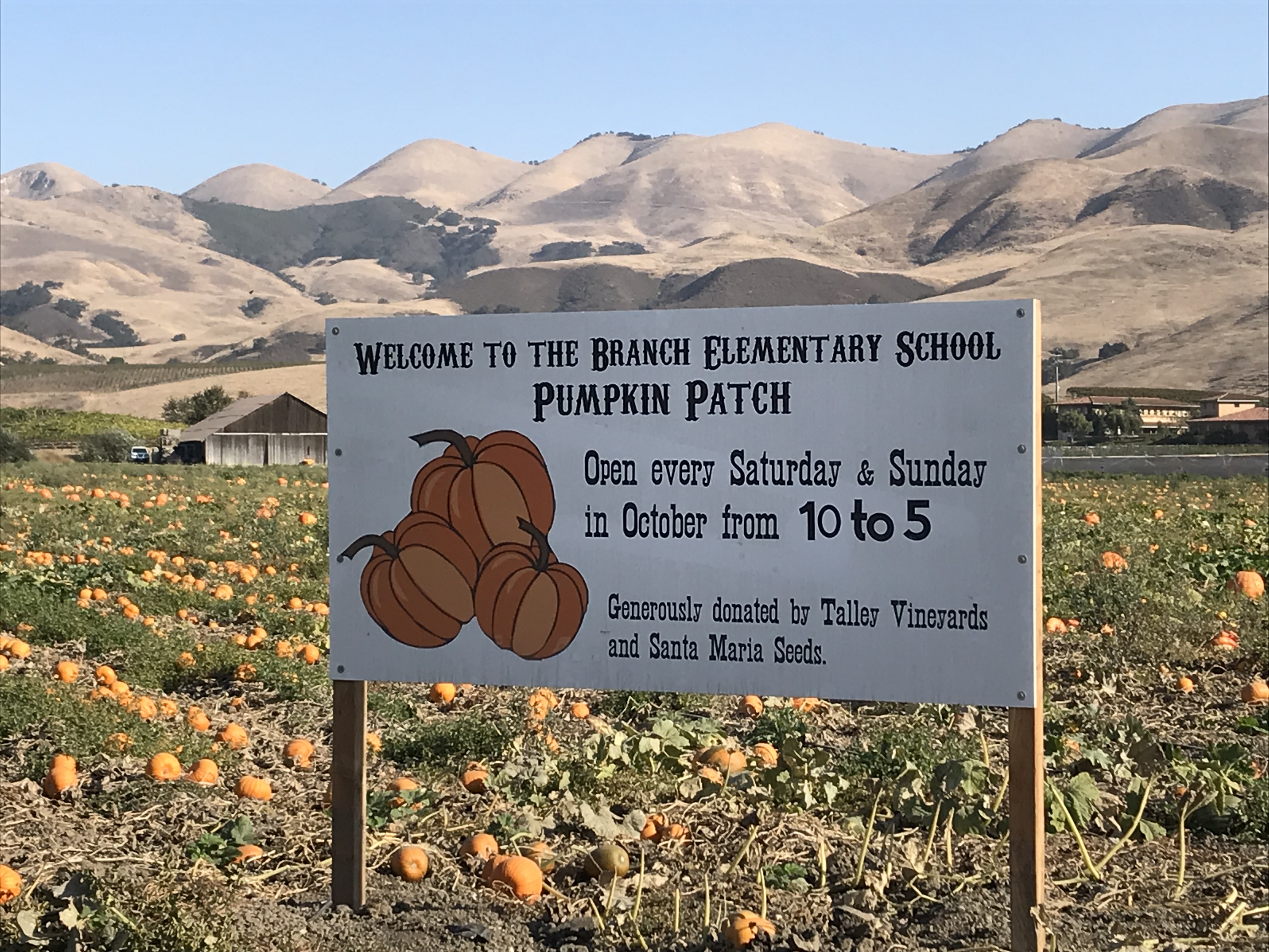 Branch Elementary School Pumpkin patch Arroyo Grande