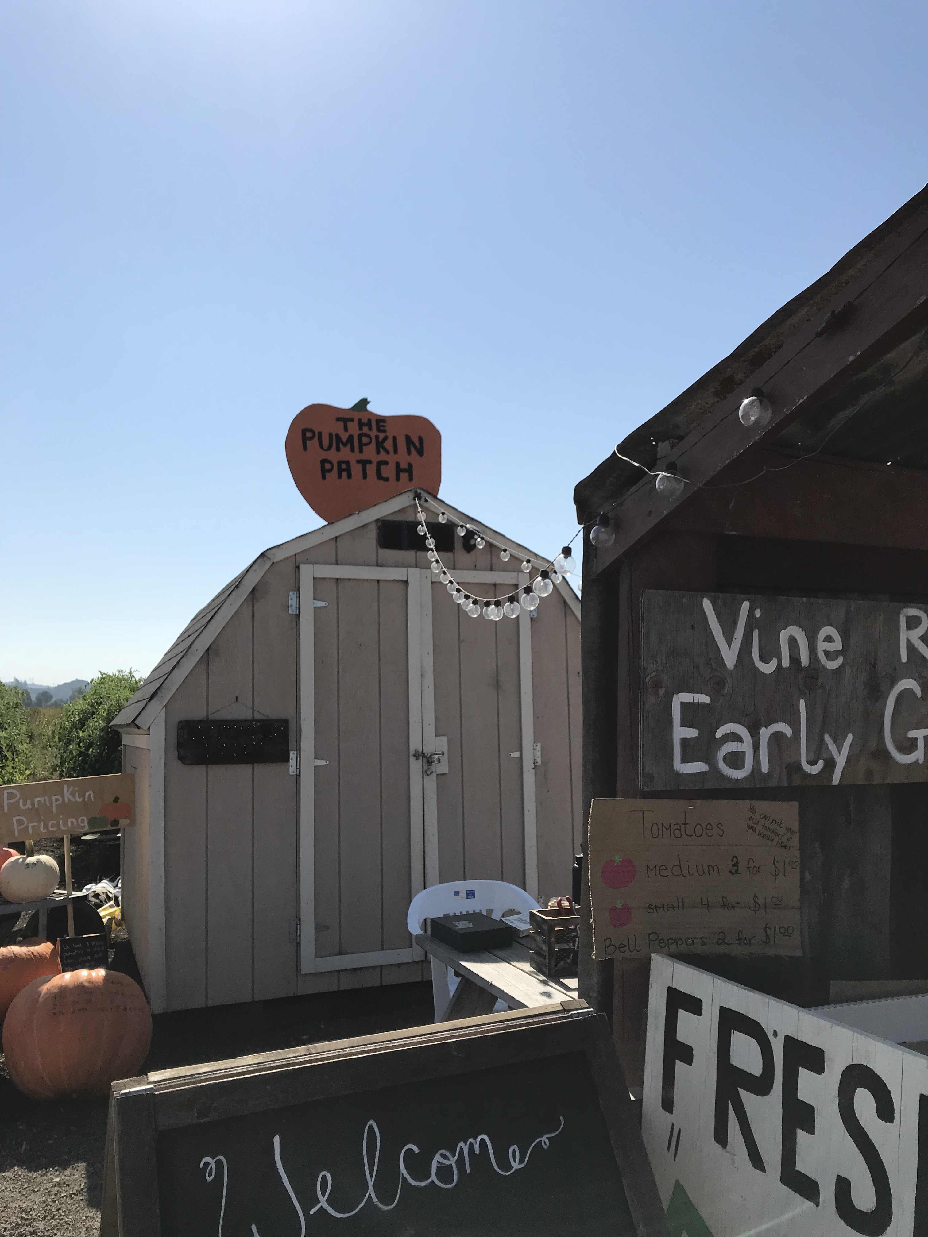 The Pumpkin Patch in Edna Valley image