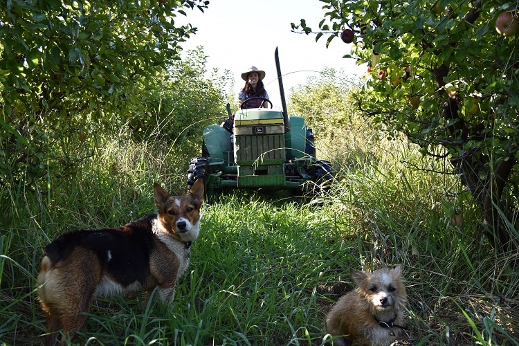 Raven on tractor