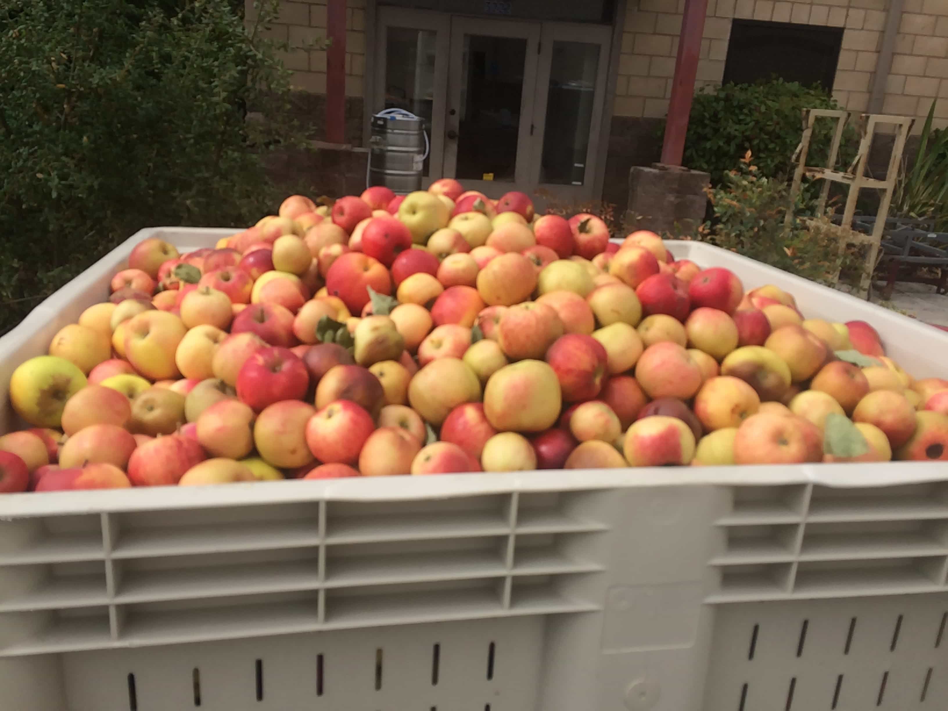 bin of apples