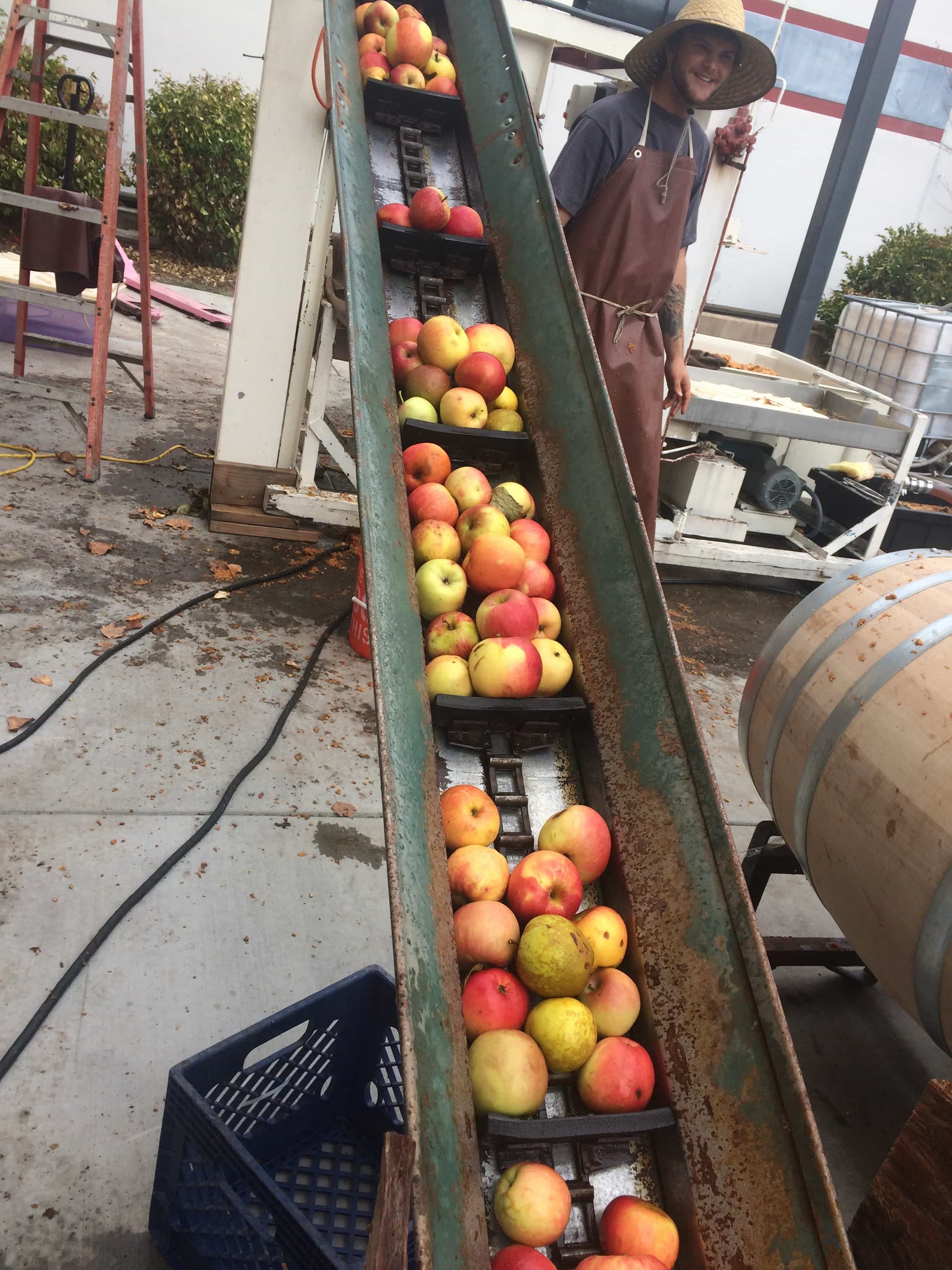 apples on conveyor