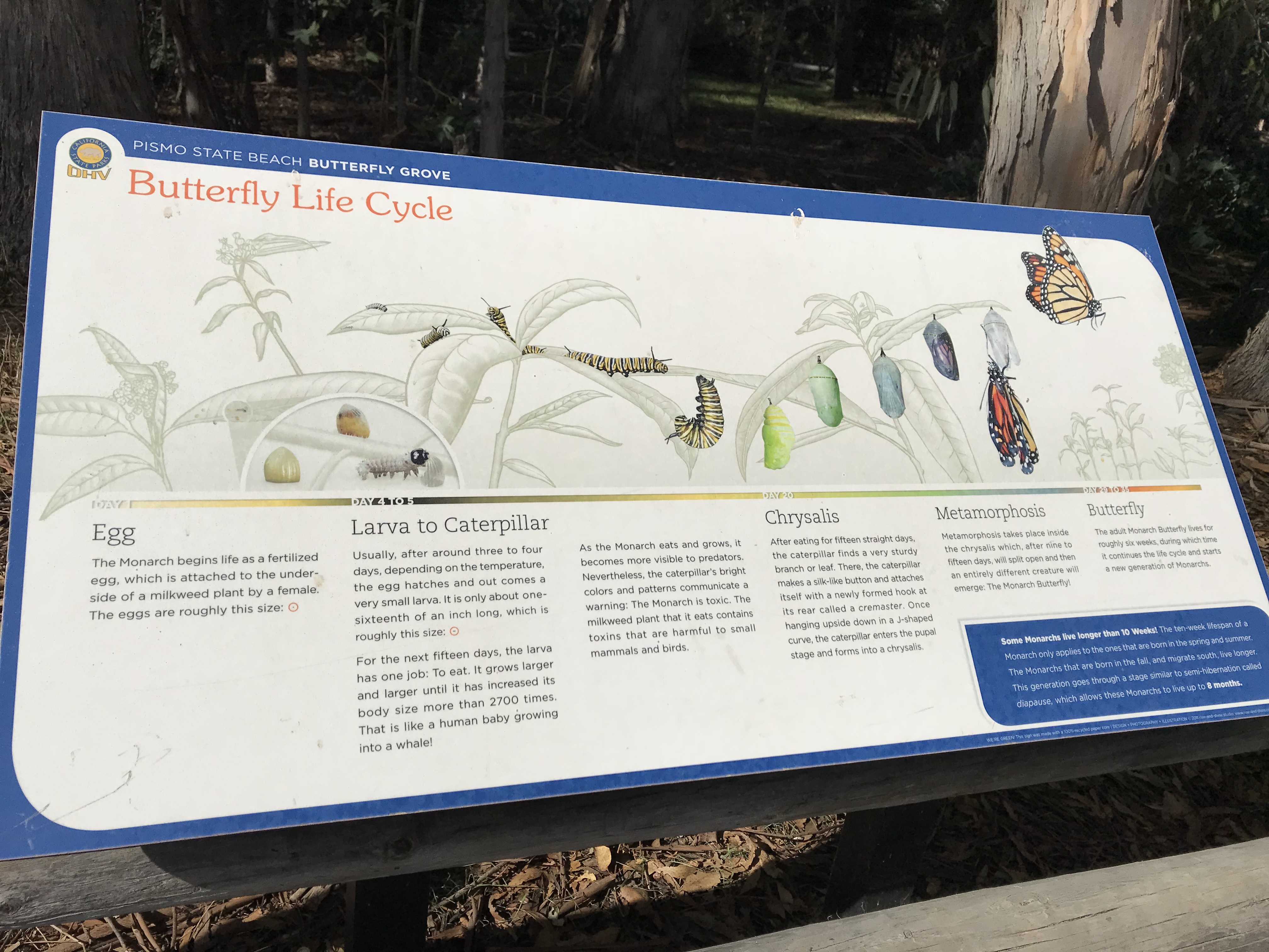 Life cycle poster image