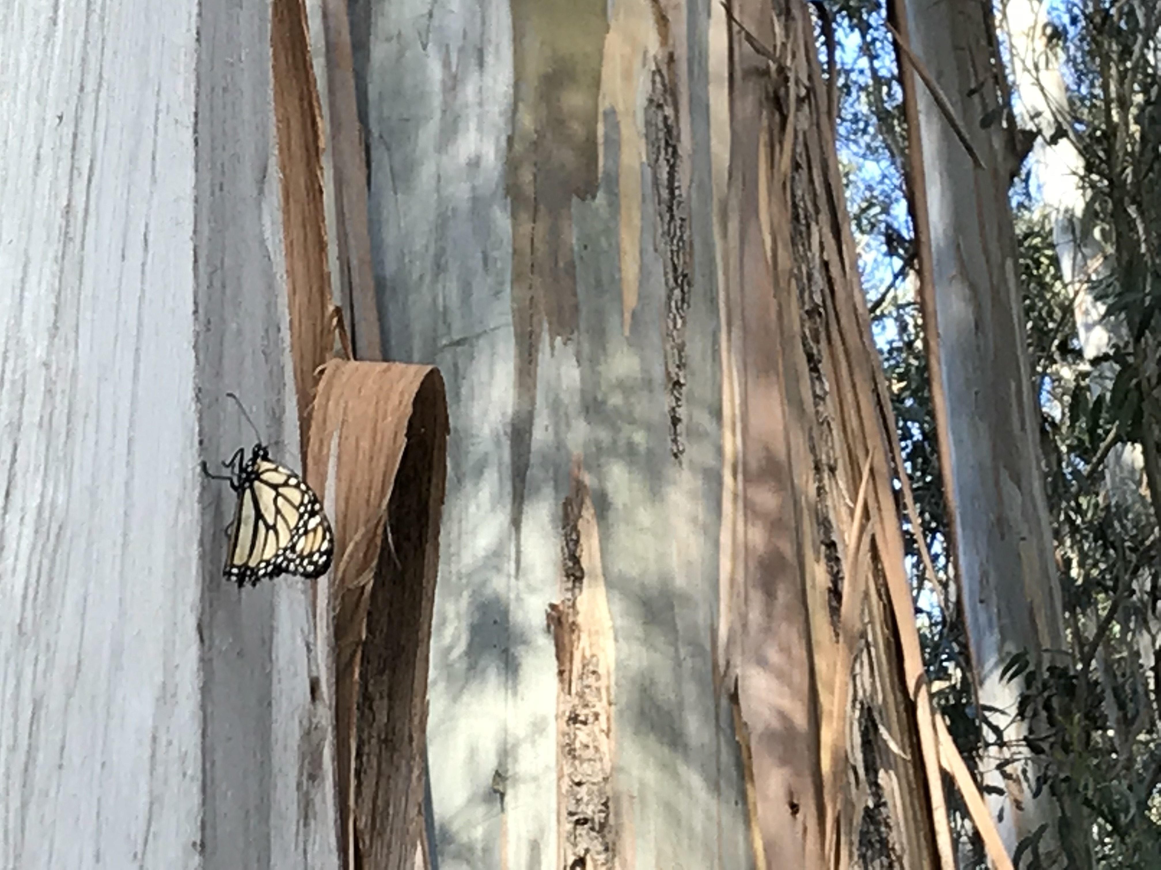 Monarch Butterfly on tree image