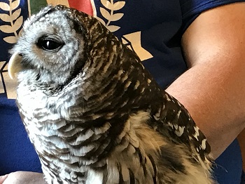 Barn Owl image