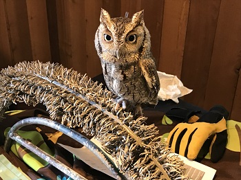 Screech owl image