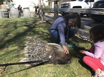 Morocco the African Porcupine image