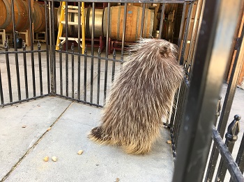 Priscilla north american porcupine image