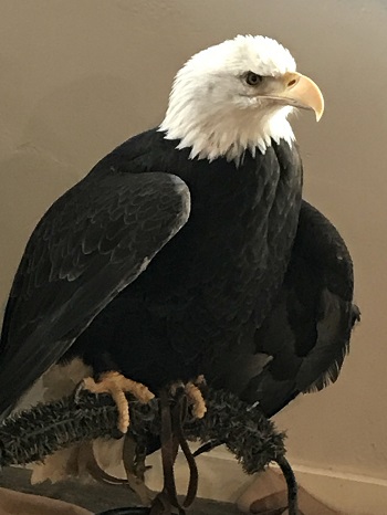 Seneca the Bald Eagle image
