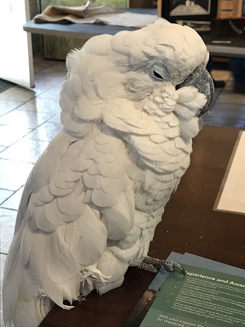 Sydney the Moluccan Cockatoo image