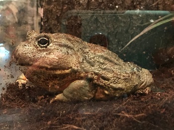 South African Pixie Frogs image