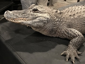 Spike the Alligator image