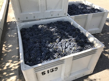 Tres Ninos Zinfandel bins image