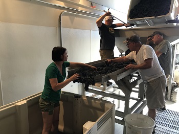 Bradley sorting grapes image